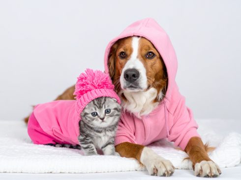 Firefly_cachorro e gatinho com roupinhas cor de rosa 387837
