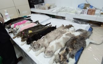 imagem de vários gatos anestesiados em cima de uma mesa