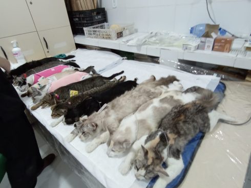 imagem de vários gatos anestesiados em cima de uma mesa