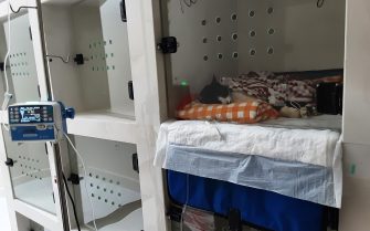 Gato internado na clinica.jpg