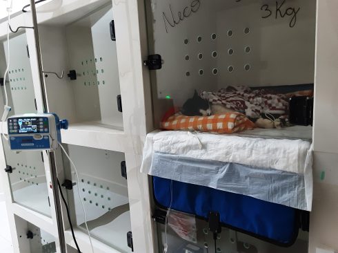 Gato internado na clinica.jpg