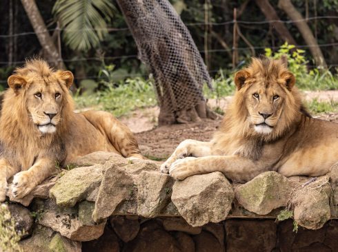 Dois leões deitados em um recinto de zoológico