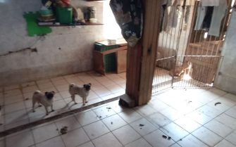 área de quintal com sujeira e fezes de cachorro no chão, há dois cães da raça Pug na imagem e uma casinha de cahorro no fundo.