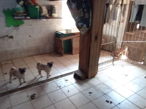 área de quintal com sujeira e fezes de cachorro no chão, há dois cães da raça Pug na imagem e uma casinha de cahorro no fundo.
