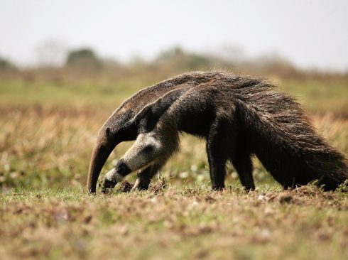 Controle de fauna silvestre pode evitar ou mitigar a perda de biodiversidade em razão da influência humana
Crédito: Pixabay