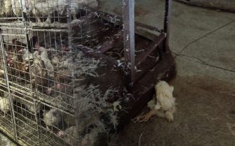 Imagem de frangos em gaiolas, prontas para serem abatidos.