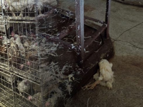 Imagem de frangos em gaiolas, prontas para serem abatidos.