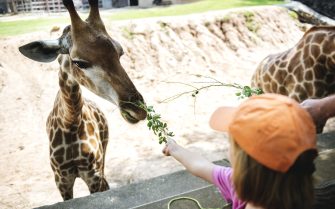 menina alimentando girafa em zoológico.