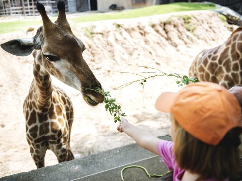 menina alimentando girafa em zoológico.