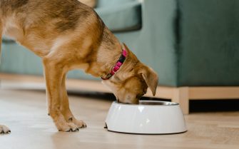 Cachorro caramelo comendo em um pote branco sobre um chão de madeira e em frente um sofá verde.