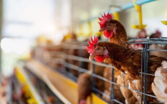 Galinhas em marrons em um sistema de produção avícola com gaiolas e comedouros.