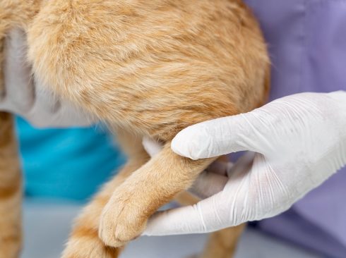 Imagem mostra uma mão revestida com luva branca segurando a pata de um animal. Só aparece a pata e o tronco do animal, que provavelmente é um gato. O destaque é o pelo, que é bem bonito.