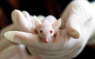 São Paulo recebe curso de capacitação na área de experimentação animal_Pixaby