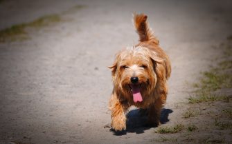 Imagem mostra cão passeando.