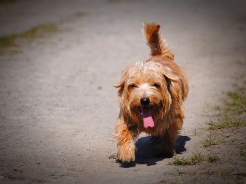 Imagem mostra cão passeando.