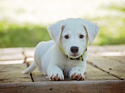 A foto mostra um cão branco. Ele está no chão, de frente. Ao fundo, há vegetação verde, desfocada.