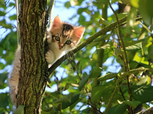 Imagem mostra gato em cima de uma árvore.