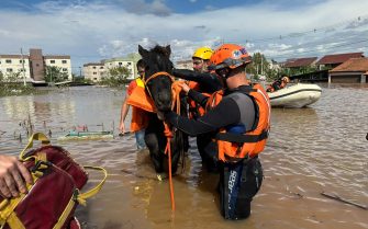 Cavalo sendo resgatado na enchente por 3 voluntários.