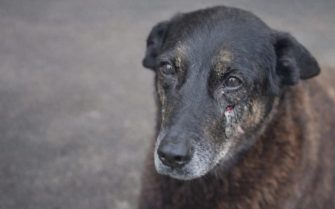 Cão de rua, na cor marrom escuro com um ferimento abaixo dos olhos.