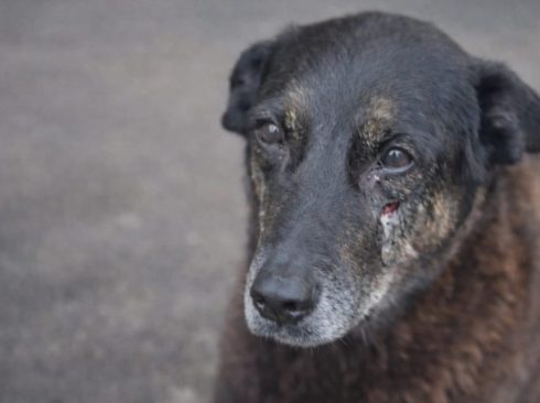 Cão de rua, na cor marrom escuro com um ferimento abaixo dos olhos.