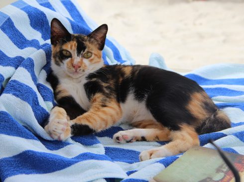 Gato com manchas brancas, amarelas e pretas deitado em uma cadeira de praia coberta com toalha em tons de azul