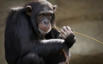 Imagem de um chimpanzé segurando um graveto.