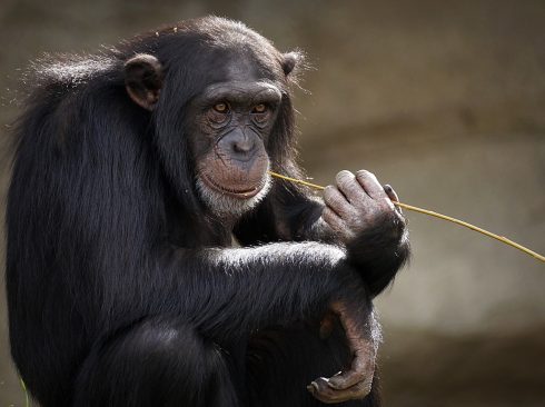 Imagem de um chimpanzé segurando um graveto.