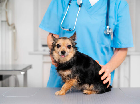 close-up-veterinary-doctor-taking-care-pet2