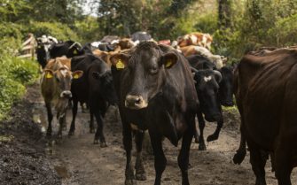 cows-grazing-around-farm