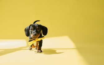 Front view of cute, puppy biting, holding toy, playing, standing. Black, little dachshund with brown paws and neck looking at camera. Isolated on yellow studio background.