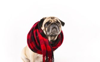 cute-pug-sitting-with-scarf