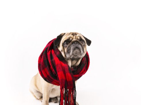 cute-pug-sitting-with-scarf
