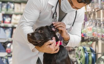 dog-being-checked-by-vet-pet-shop