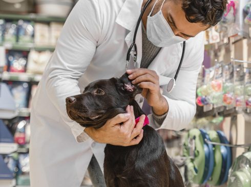 dog-being-checked-by-vet-pet-shop