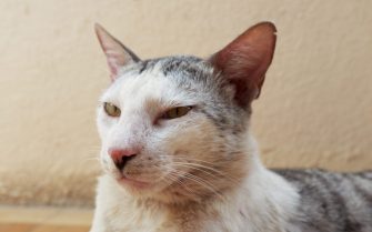 Gato branco na rua, em foco e destacado.