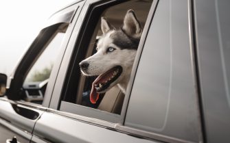 Cão da raça husky siberiano branco com manchas pretas, dentro de um carro cinza com a cabeça levemente para fora da janela do assento traseiro. Ele está com a língua de fora.