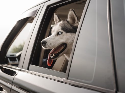Cão da raça husky siberiano branco com manchas pretas, dentro de um carro cinza com a cabeça levemente para fora da janela do assento traseiro. Ele está com a língua de fora.
