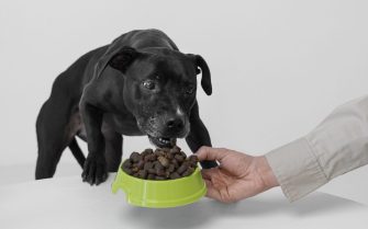 imagem de um cachorro comendo