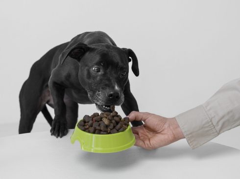 imagem de um cachorro comendo