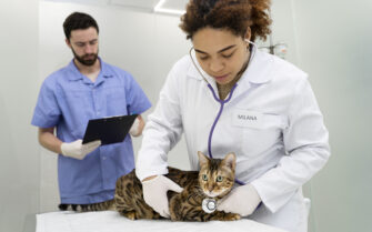 Na imagem há, em primeiro plano, uma médica-veterinária examinando um gato sobre uma mesa de atendimento e ao fundo um outro profissional analisando um exame.