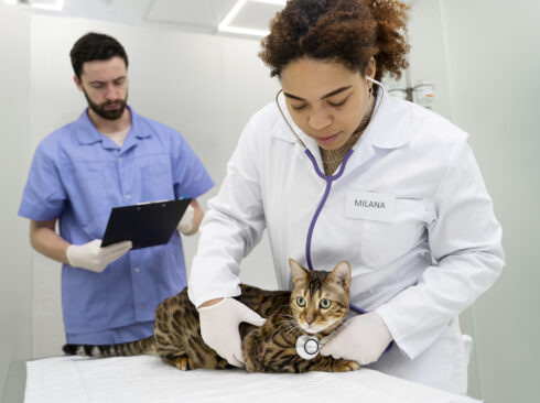 Na imagem há, em primeiro plano, uma médica-veterinária examinando um gato sobre uma mesa de atendimento e ao fundo um outro profissional analisando um exame.