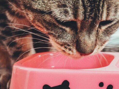 Gato machado está comendo em um pote rosa com detalhes pretos
