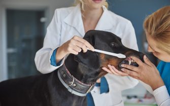 Tooth control at the vet